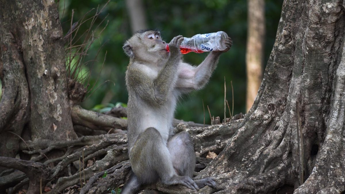 Monkey drinking Fanta? Hell Yeah ]Mosista Pambudi, CC BY-SA 4.0 , via Wikimedia Commons