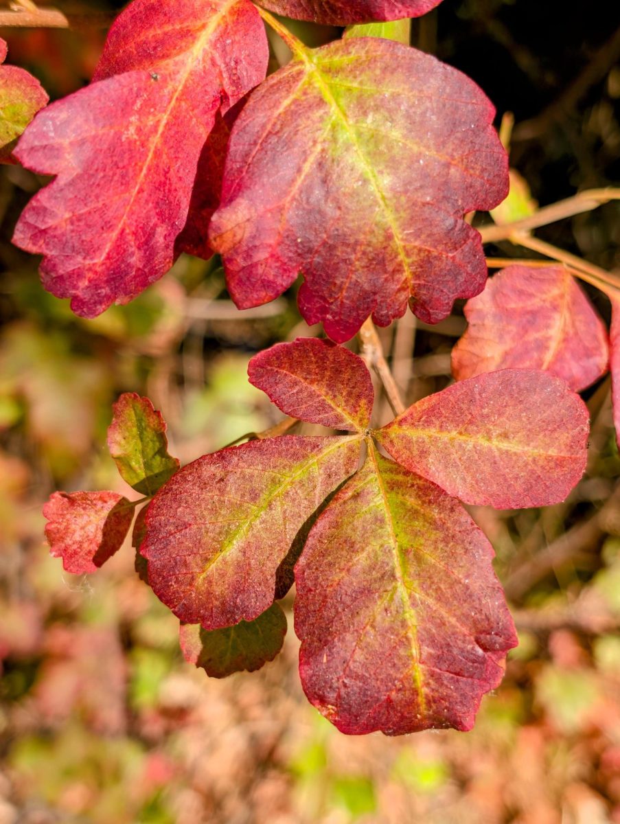 Oak Leaves beginning their fall color change from green to red.