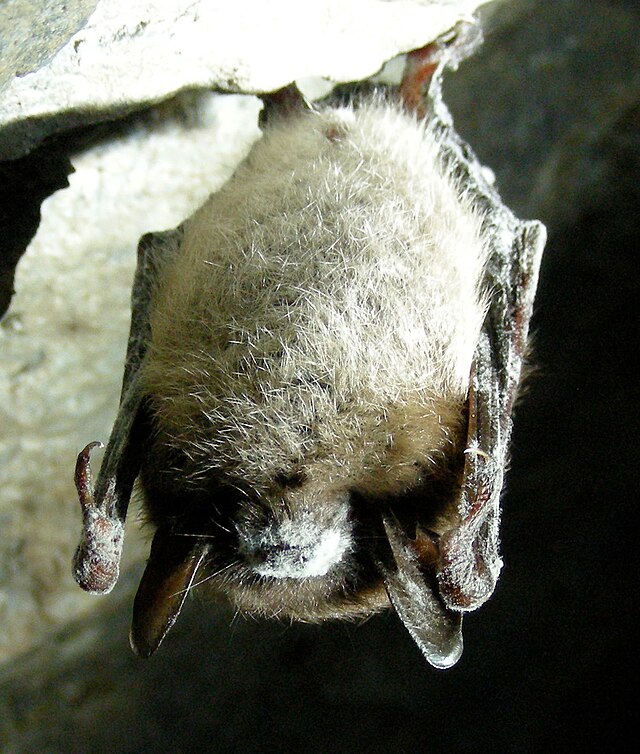 Bat suffering from white-nose syndrome. (Greeley Mine, Vermont. March 26, 2009) (Accessed via Wikimedia Commons) 