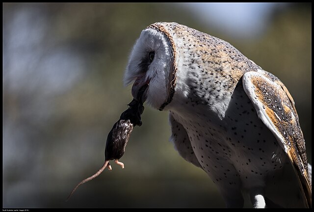 A Eastern barn owl preys on freshly caught mouse. (July, 4, 2019) Accessed via Wikimedia Commons. 