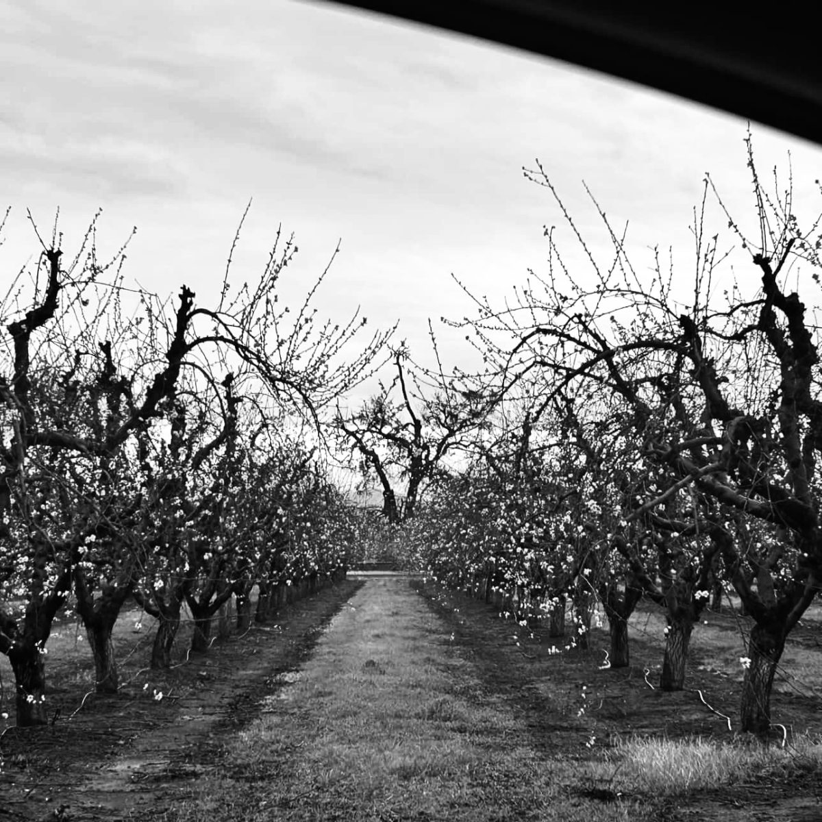 A vacant field sits empty, it's only visitors being the bees who have come to pollinate the flowers. (February, 25, 2026)