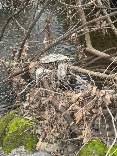 a picture of white colored trash/debris caught in the branches of bare limbs of trees, along the creek in Chico, CA. 