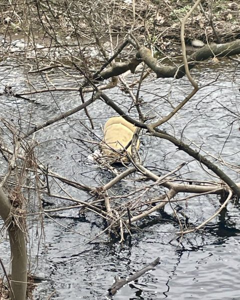 a picture of a foam matress stuck in the creek, in Lower Park (Bidwell Park), Chico, Ca. 