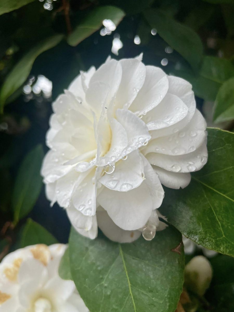Raindrops on White Rose, February 25, 2026