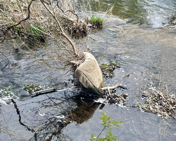 I beige pillow cushion trapped in between branches, in a creek, where it doesn't belong. 