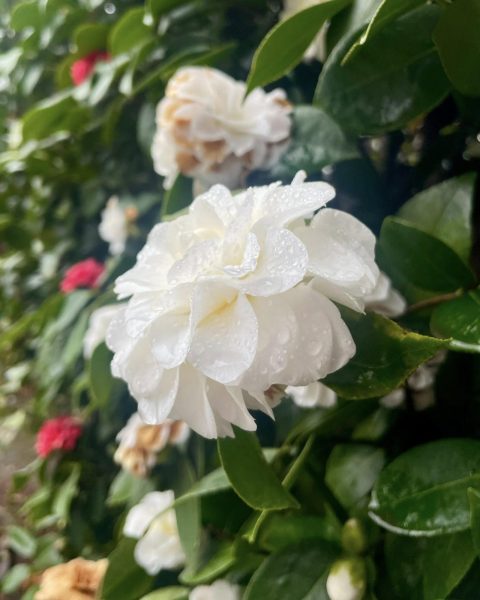 White flowers with raindrops on them, red flowers are pictured in the back, along with vibrant greenery