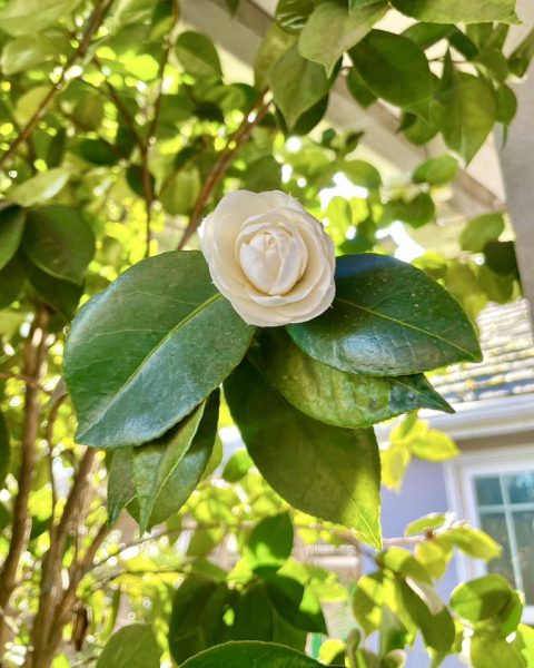 White flower budding, blooming in the sunlight, green bright leafs are pictured in the background.