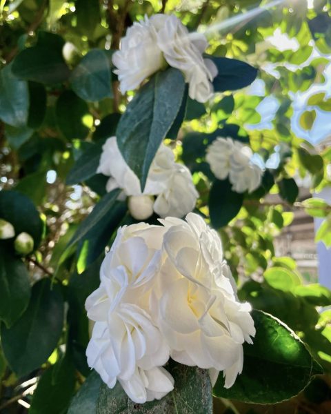Sunlight dancing on white petals, green vibrant leafs pictured in the background.
