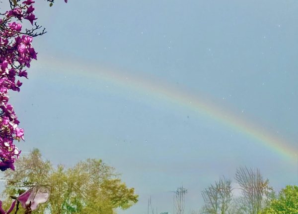 a picture of a blue sky, a strip of rainbow, along with pink tulip petals from a tulip tree