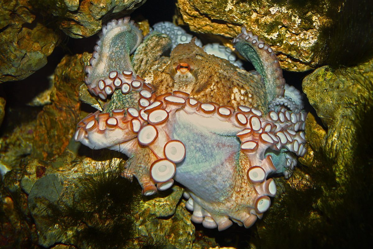 Octopus Vulgaris in Portugal (Wikimedia commons)