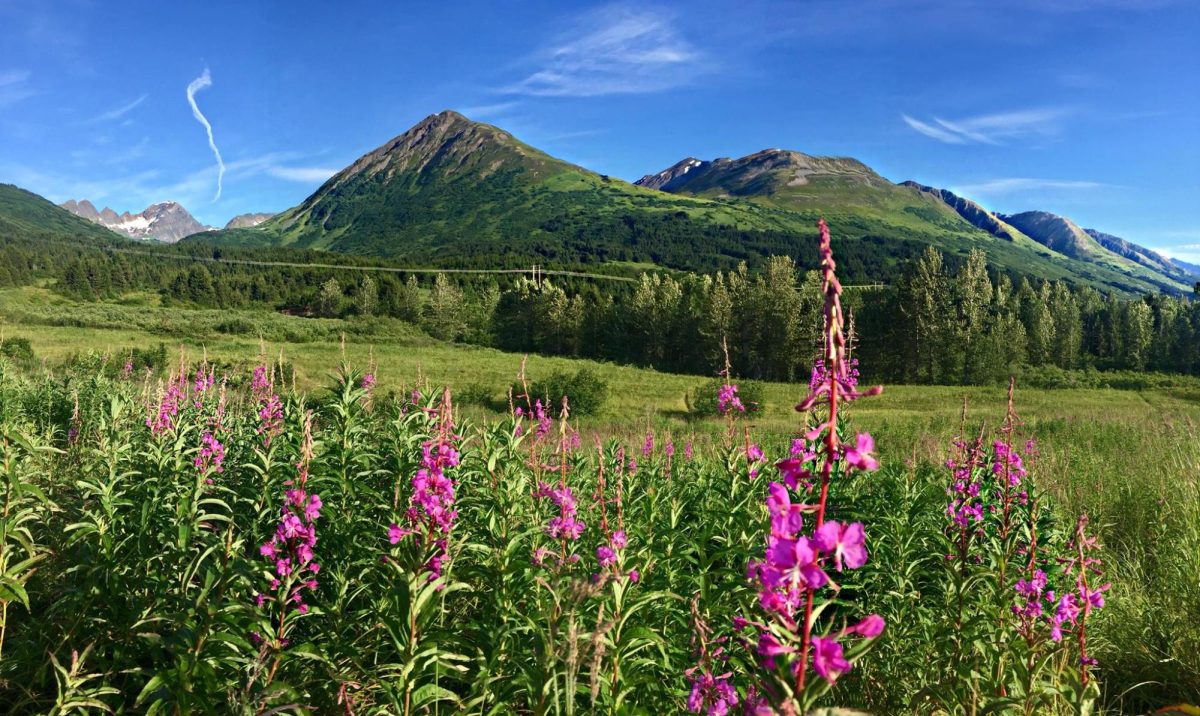 A picture of green lush mountains, and bright pink flowers pictured in front.