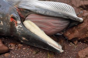 A sad display: Picture of a dead minke whale washed ashore, blood coming out of the eyeball, like a tear.