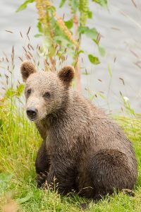 A baby brown bear, sitting in the green grass.