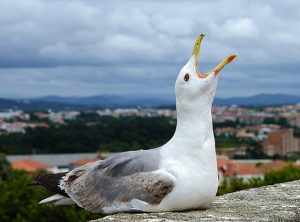 a picture of a Sea Gull with its mouth open, chirping at the stormy sky above it.