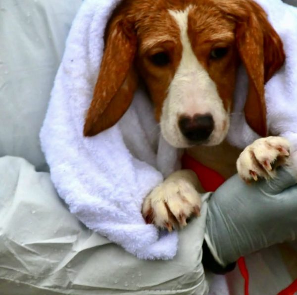 A picture of a newly rescued beagle, wrapped in the arms of its rescuer. 