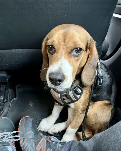 A picture of a newly rescued beagle named James, sitting in the car, and on his way to his new home. 