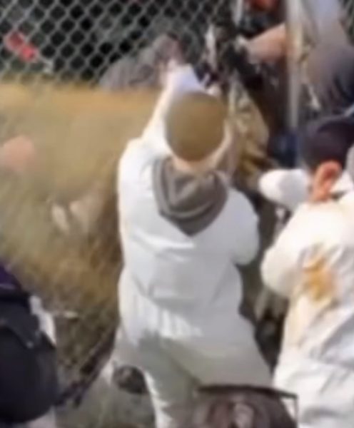 A picture of protestors being pepper sprayed through a fence. 